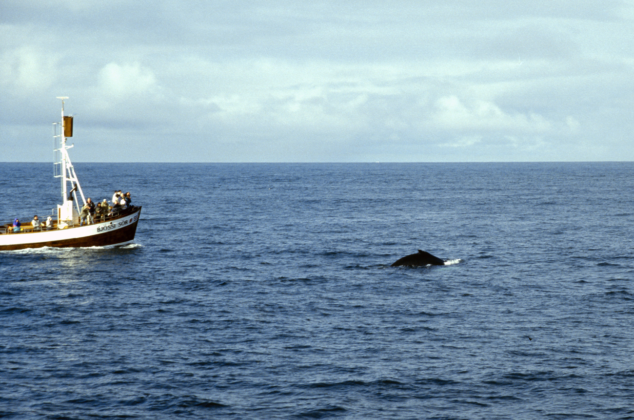 isl_238 husavik baleine zoom33x22cm.jpg - Islande Nord, août 2003 : Husavik Après plus de trois heures, la chance nous sourit : une baleine à bosse daigne se montrer, remontant pour respirer entre de longs plongeons. Quelques instants difficiles à cadrer dans l'objectif, car impossible de prévoir où elle va émerger.. Kodak Ektachrome 100 G